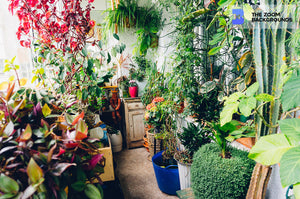 Sunny Apartment Indoor Garden Zoom Background