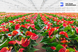 Greenhouse Flowering Anthuriums Zoom Background