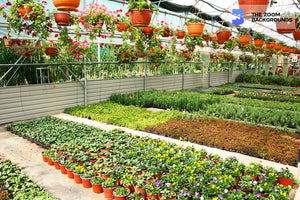 Cyprus Flower Plantation Zoom Background