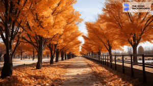 Fall Foliage Zoom Background