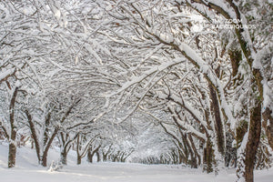 Trees in the snow